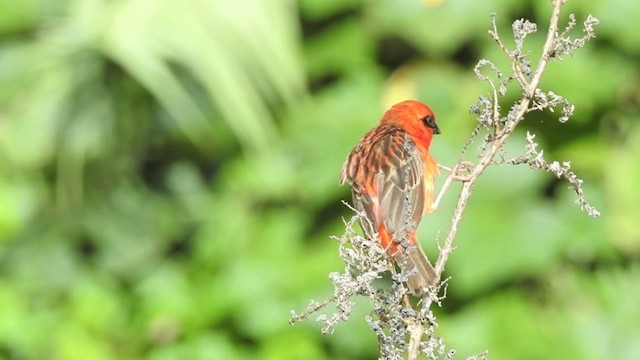 Foudi rouge - ML201640851