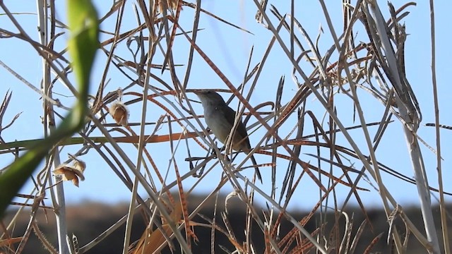 Cape Verde Swamp Warbler - ML201640861