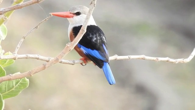 Gray-headed Kingfisher - ML201640961