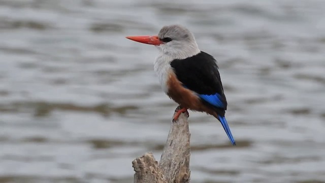 Gray-headed Kingfisher - ML201640971