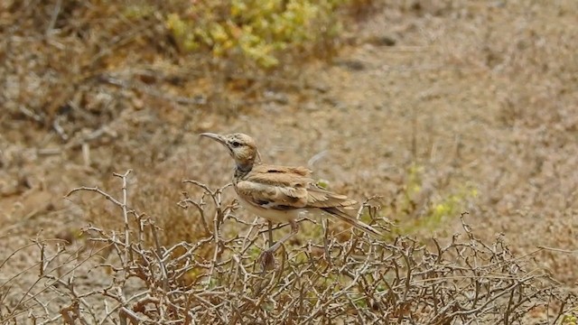 Greater Hoopoe-Lark (Cape Verde) - ML201640981