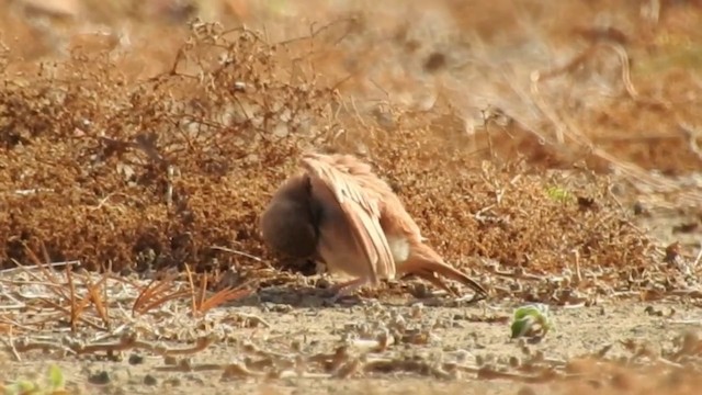 Bar-tailed Lark - ML201640991