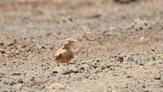 Bar-tailed Lark - ML201641001