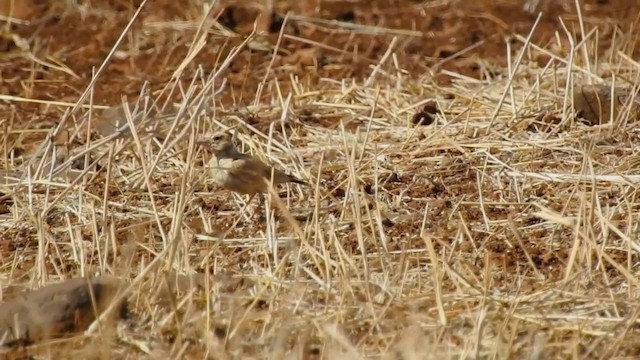 Black-crowned Sparrow-Lark - ML201641011