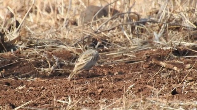 ズグロスズメヒバリ - ML201641021