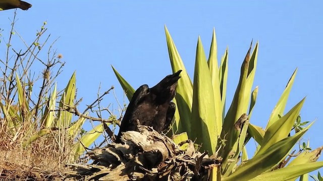 Brown-necked Raven - ML201641091