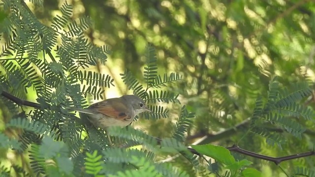 Spectacled Warbler - ML201641111