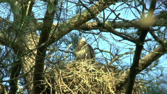 Common Buzzard (Western) - ML201641191