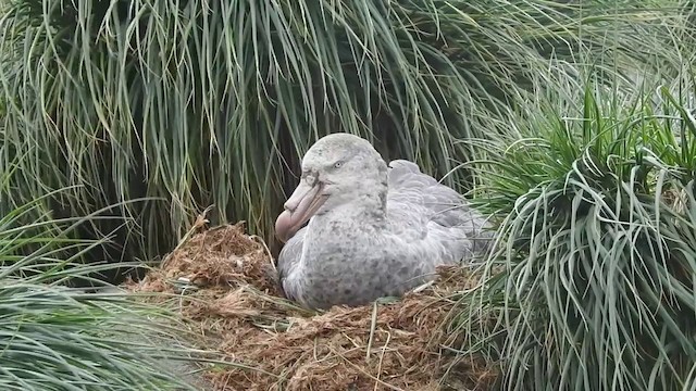 Northern Giant-Petrel - ML201641201