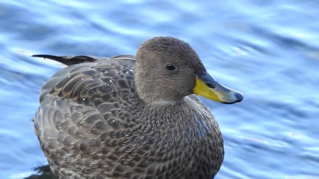 Yellow-billed Pintail (South Georgia) - ML201641241