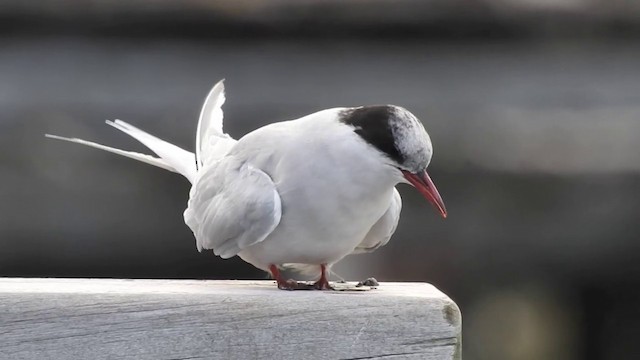 Antarctic Tern (South Georgia) - ML201641251