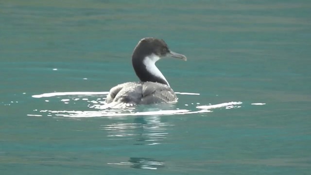 Cormorán de Georgia - ML201641261