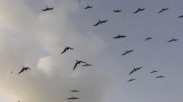 Ascension Frigatebird - ML201641301