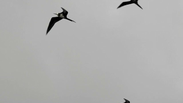 Ascension Frigatebird - ML201641311