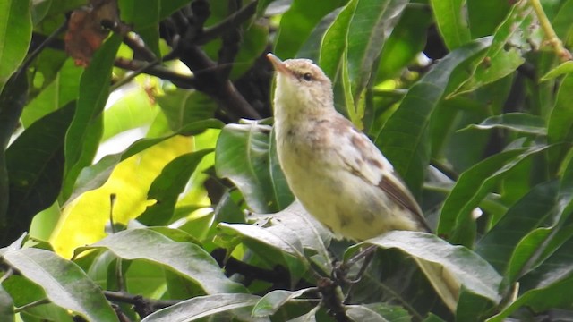 Rimitara Reed Warbler - ML201641371