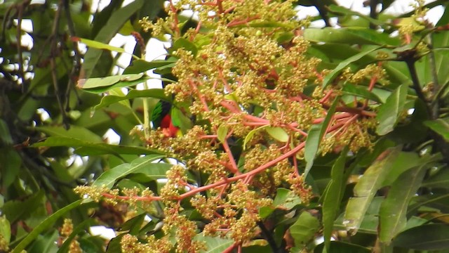 Kuhl's Lorikeet - ML201641381