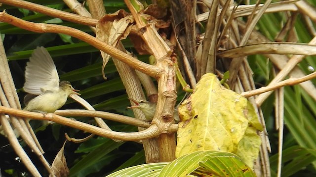 Rimitara Reed Warbler - ML201641391