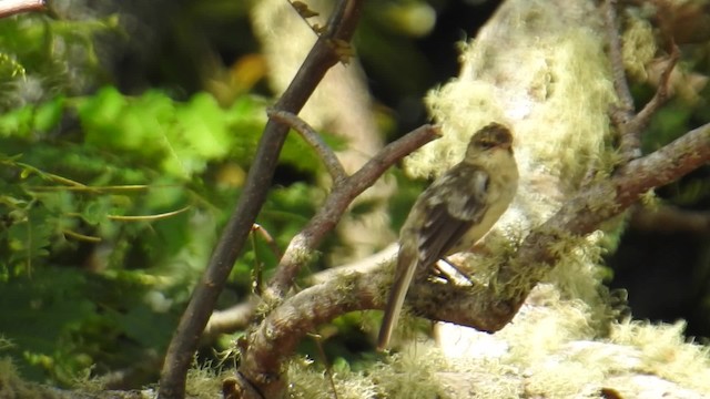 Rimitara Reed Warbler - ML201641401