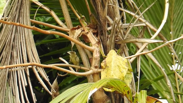 Rimatara Reed Warbler - ML201641411
