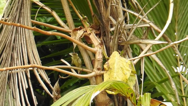 Rimitara Reed Warbler - ML201641411