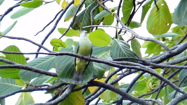 Makatea Fruit-Dove - ML201641511