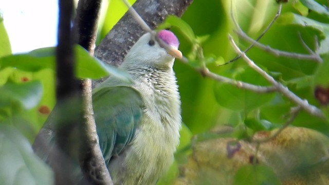 Makatea Fruit-Dove - ML201641531