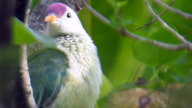 Makatea Fruit-Dove - ML201641541