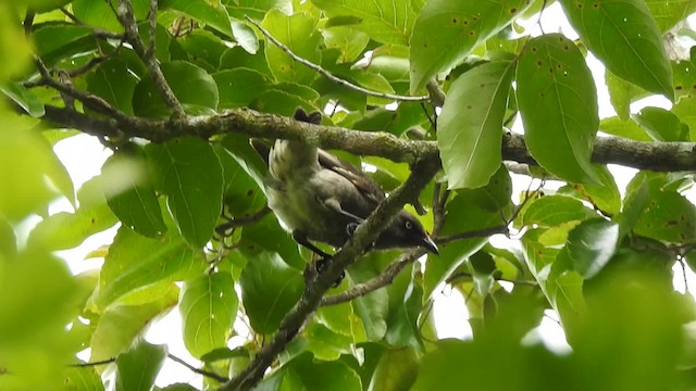 Rarotonga Starling - ML201641561