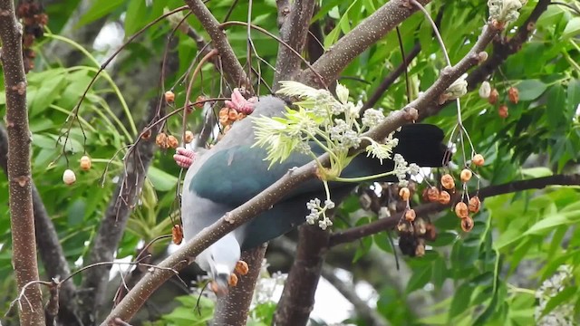 Тихоокеанский плодовый голубь - ML201641591