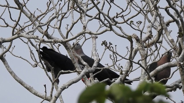 Pacific Imperial-Pigeon - ML201641651