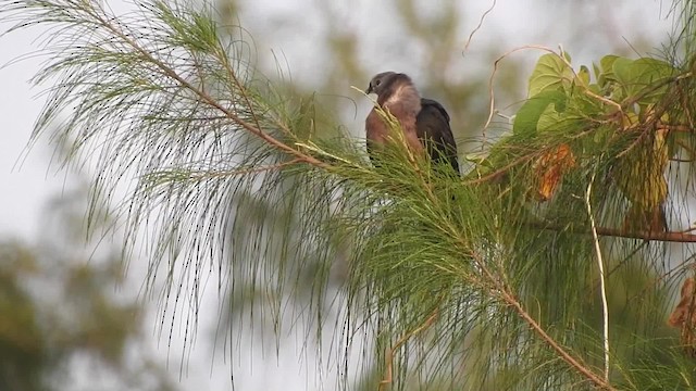 Pacific Imperial-Pigeon - ML201641661