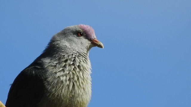 Cook Islands Fruit-Dove - ML201641681