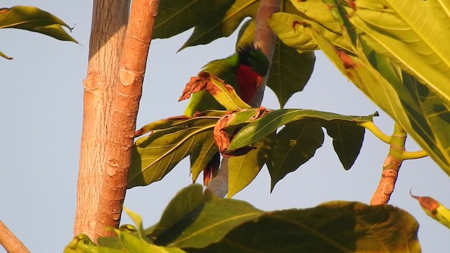 Kuhl's Lorikeet - ML201641701