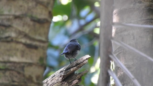 Rarotonga Monarch - ML201641711