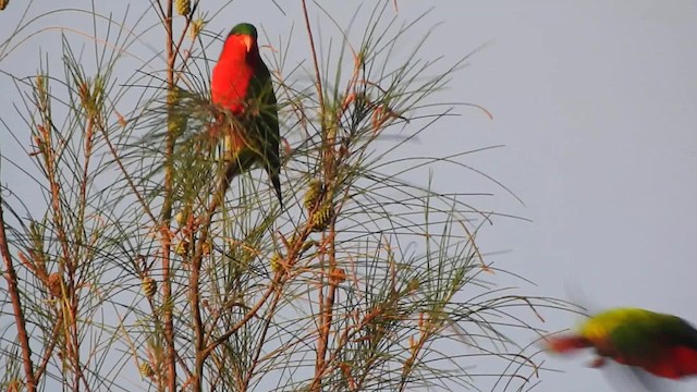 Kuhl's Lorikeet - ML201641721