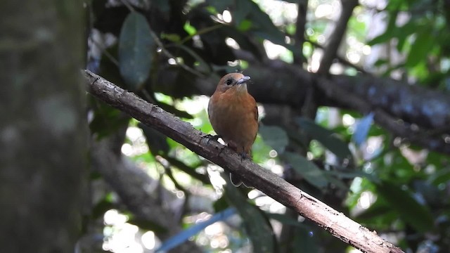 Monarque de Rarotonga - ML201641731