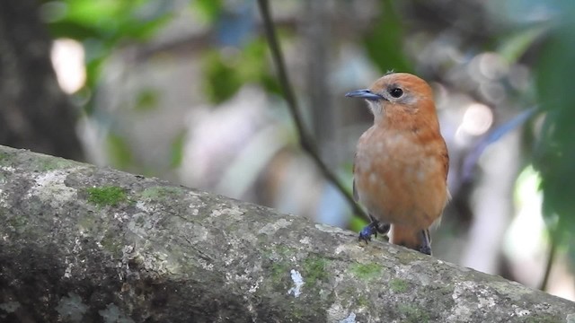 Monarca de Rarotonga - ML201641741