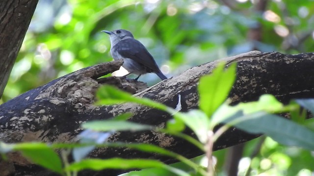 Rarotonga Monarch - ML201641751