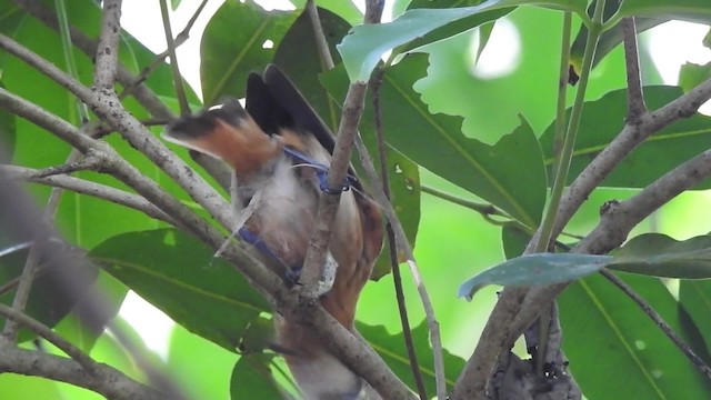 Monarca de Rarotonga - ML201641761