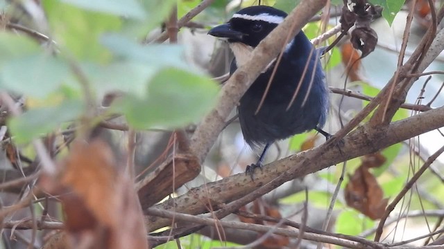 White-throated Jay - ML201641851