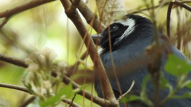 White-throated Jay - ML201641861