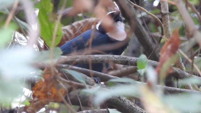 White-throated Jay - ML201641871