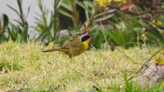 Hooded Yellowthroat - ML201641911