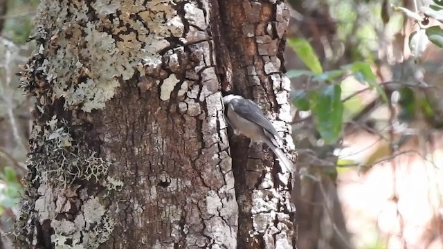 Mexican Chickadee - ML201641931