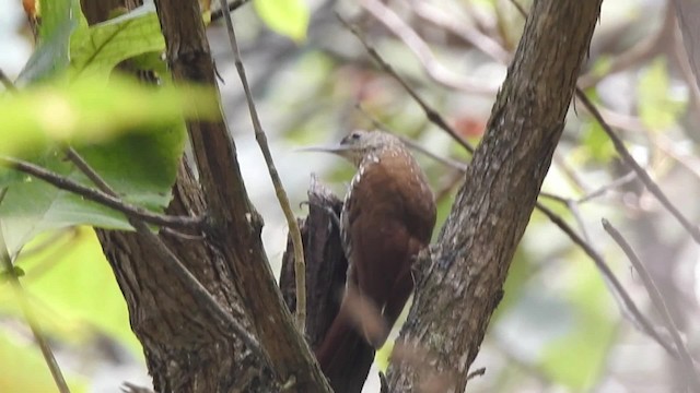 White-striped Woodcreeper - ML201641941