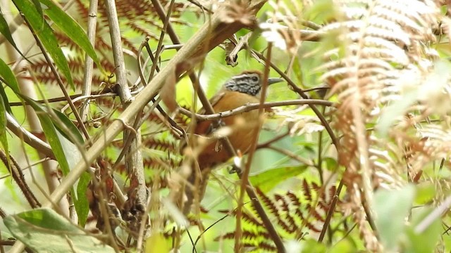 Happy Wren - ML201641971