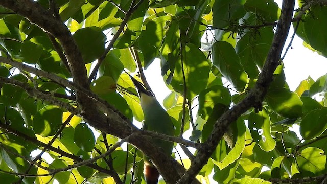 Northern Emerald-Toucanet (Wagler's) - ML201641991