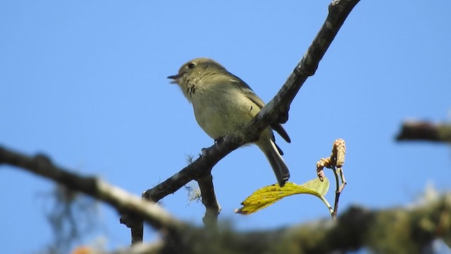 Hutton's Vireo (Interior) - ML201642001