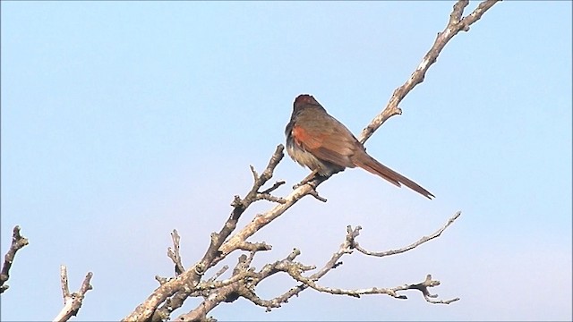 Pale-breasted Spinetail - ML201642141