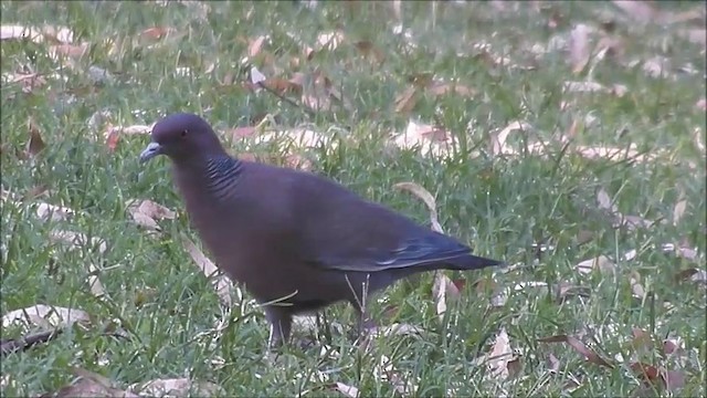 Picazuro Pigeon - ML201642361